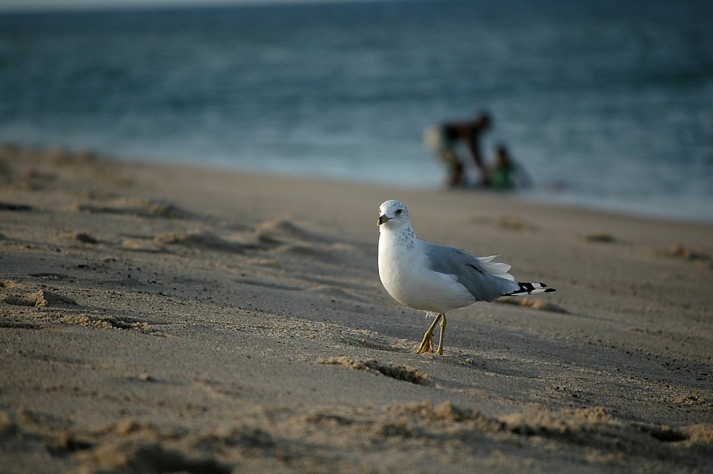 CoastguardBeach09-small.jpg