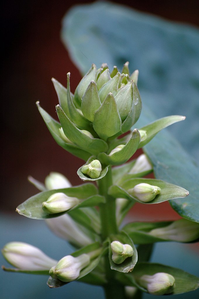 greenFlower02-small.jpg