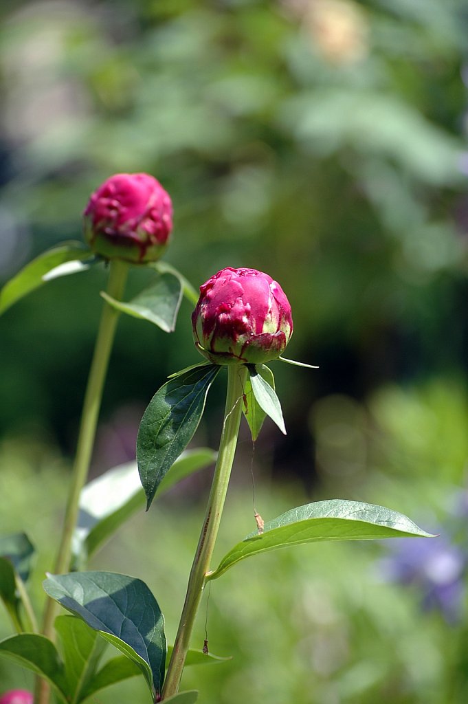 pinkBallFlower-small.jpg