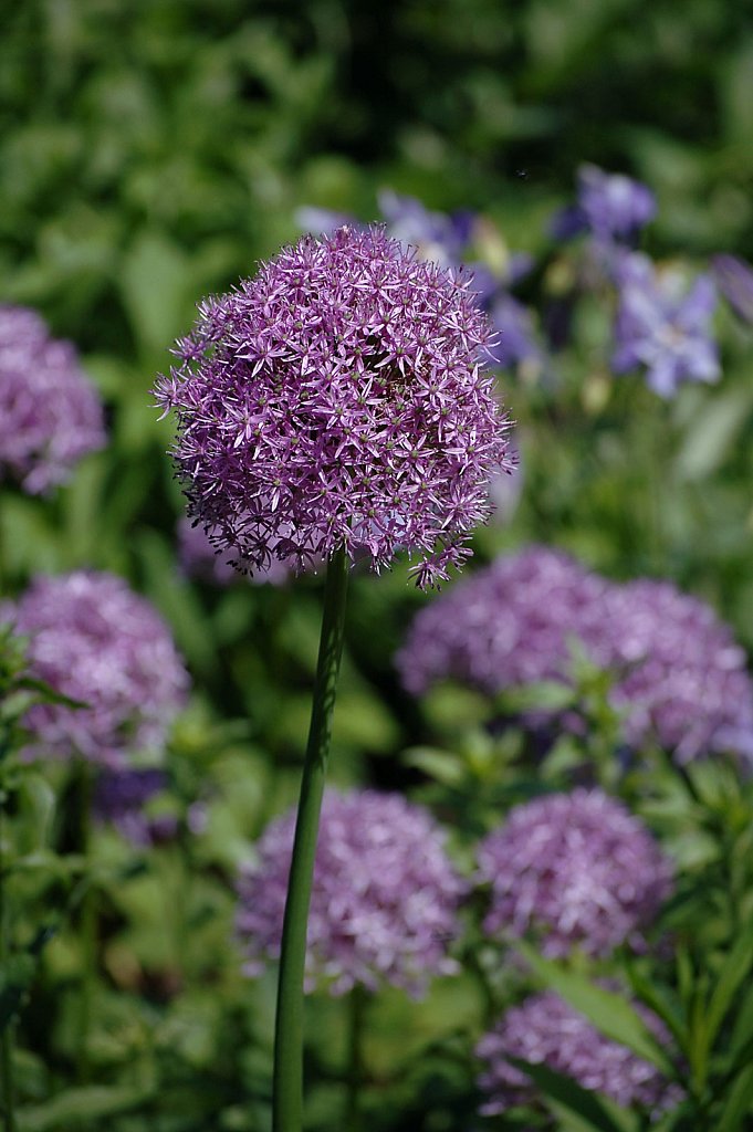 purpleFlowerBall-small.jpg