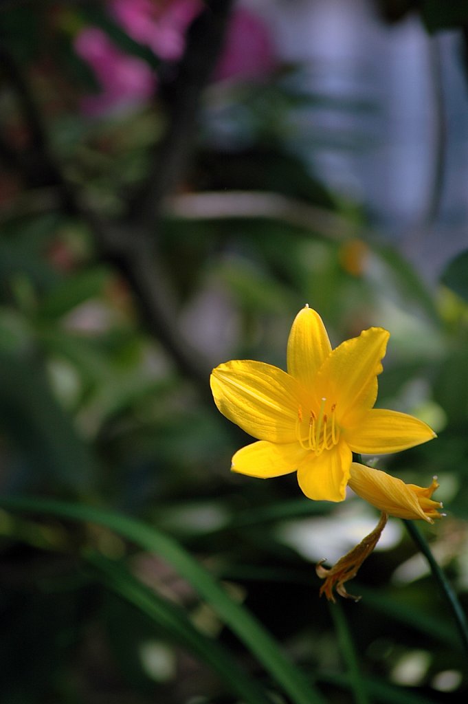 yellowFlower01-small.jpg