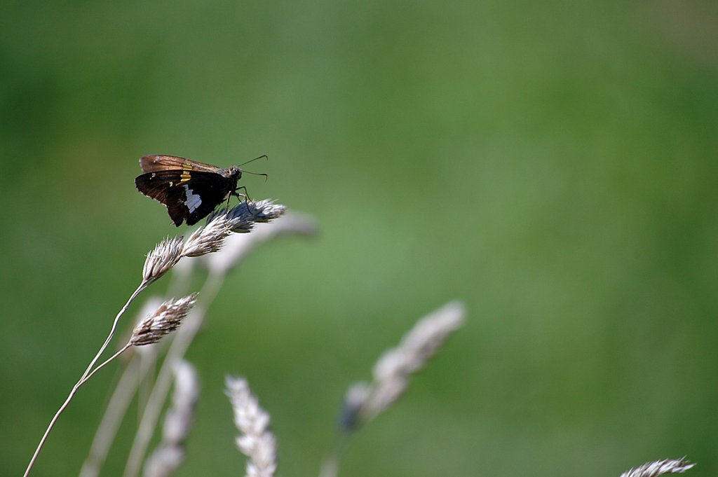 butterflyInField01small.jpg