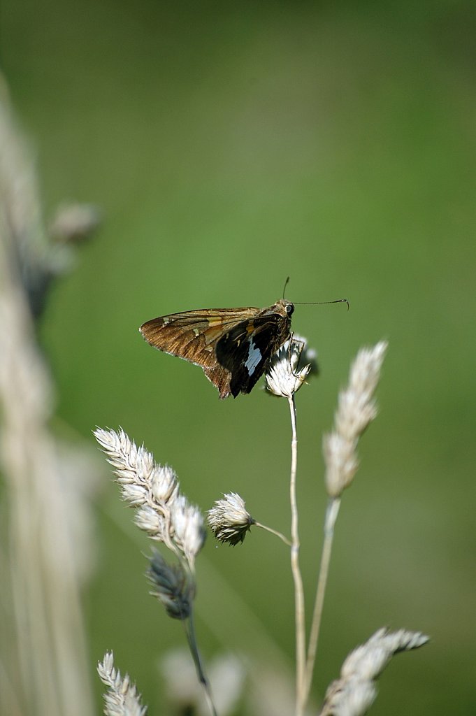 butterflyInField02-small.jpg