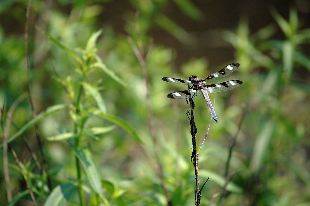 stripesdragonfly-small.jpg