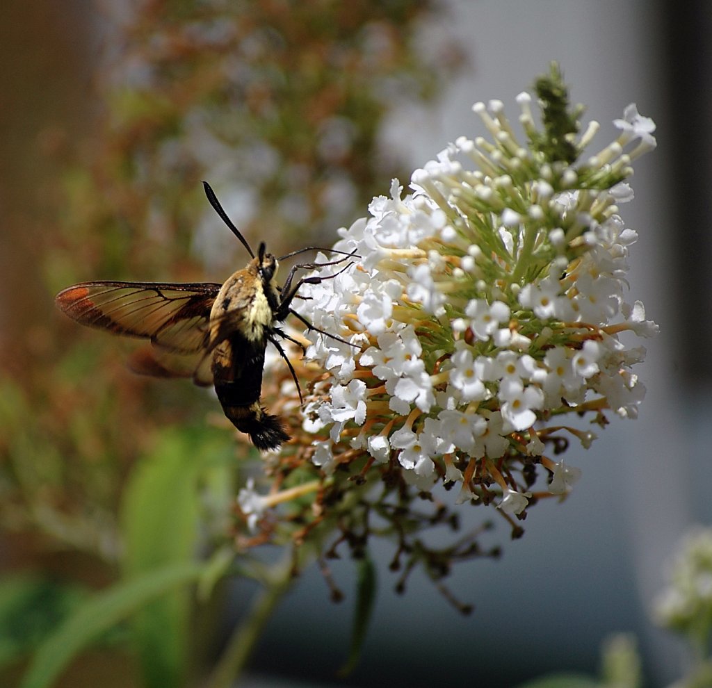 beehiveMoth02-cropped.jpg