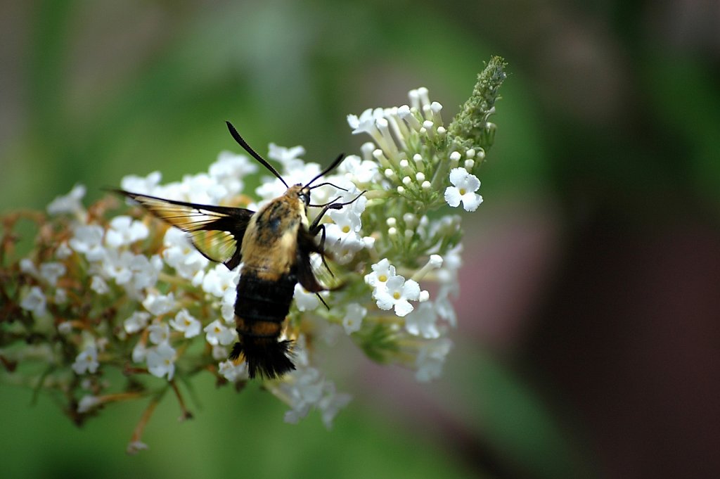 beehiveMoth01-cropped.jpg