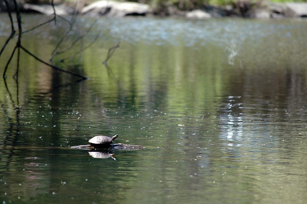 turtlePond02-small.jpg