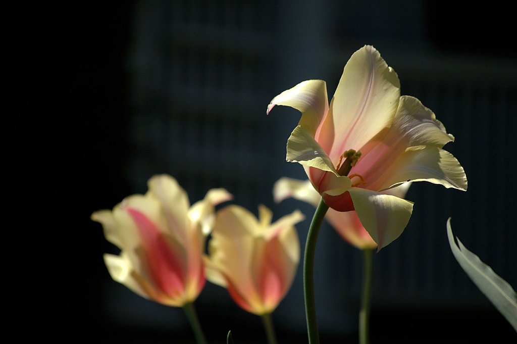 tulip02-small.jpg