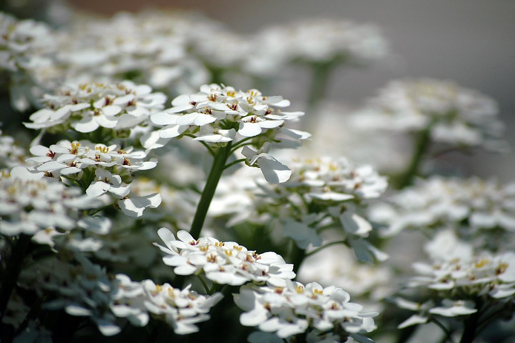 whiteFlowers01-small.jpg