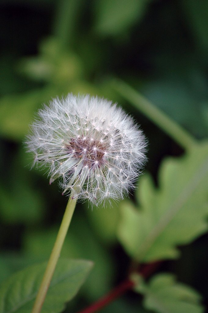 dandelion01-small.jpg