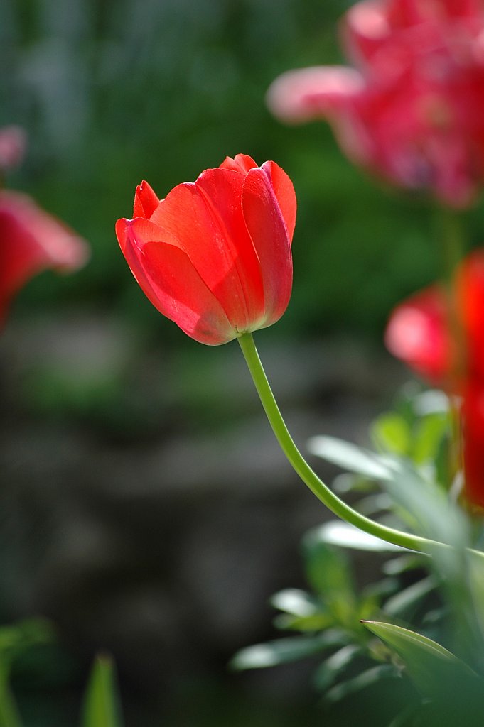 singleTulip01-small.jpg