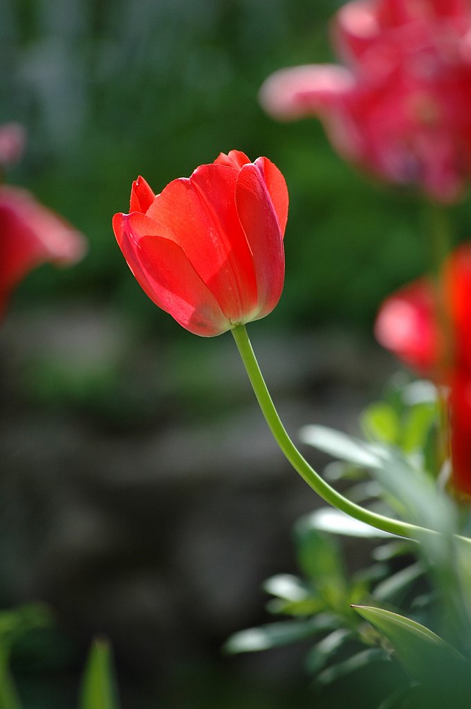 singleTulip01-small.jpg