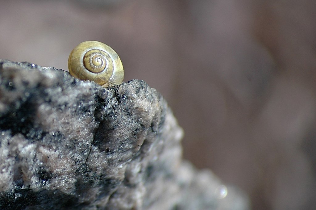 snail-cropped-small.jpg